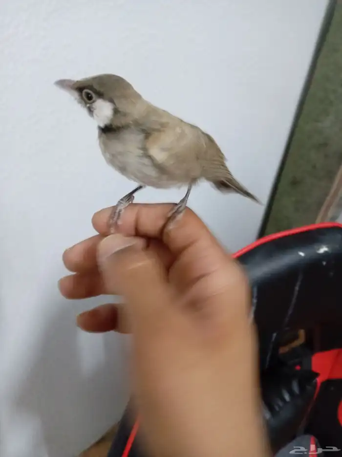 بلبل على وشك يقط غر الي بيربي لا يفوته 3