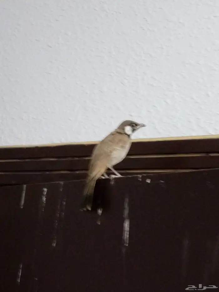 بلبل على وشك يقط غر الي بيربي لا يفوته 4