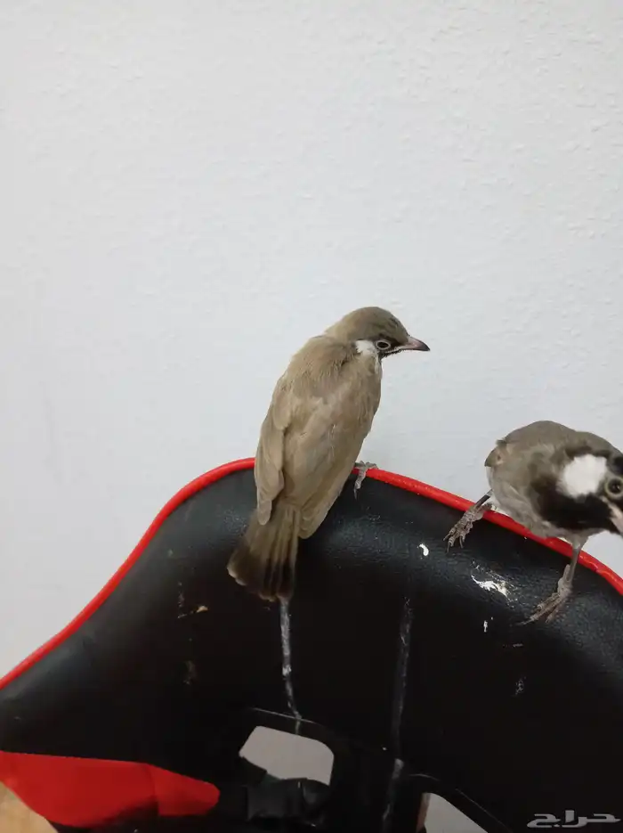 بلبل على وشك يقط غر الي بيربي لا يفوته 1