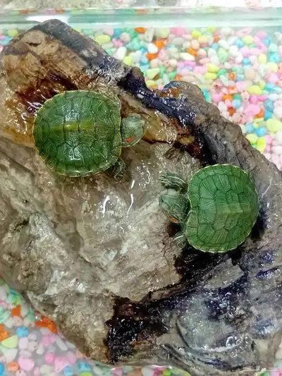 سلاحف مائية 2