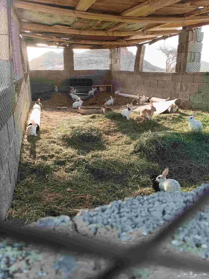 ارانب للبيع كبار وصغار عدد 25 تواصل   موقع ب واتس 0