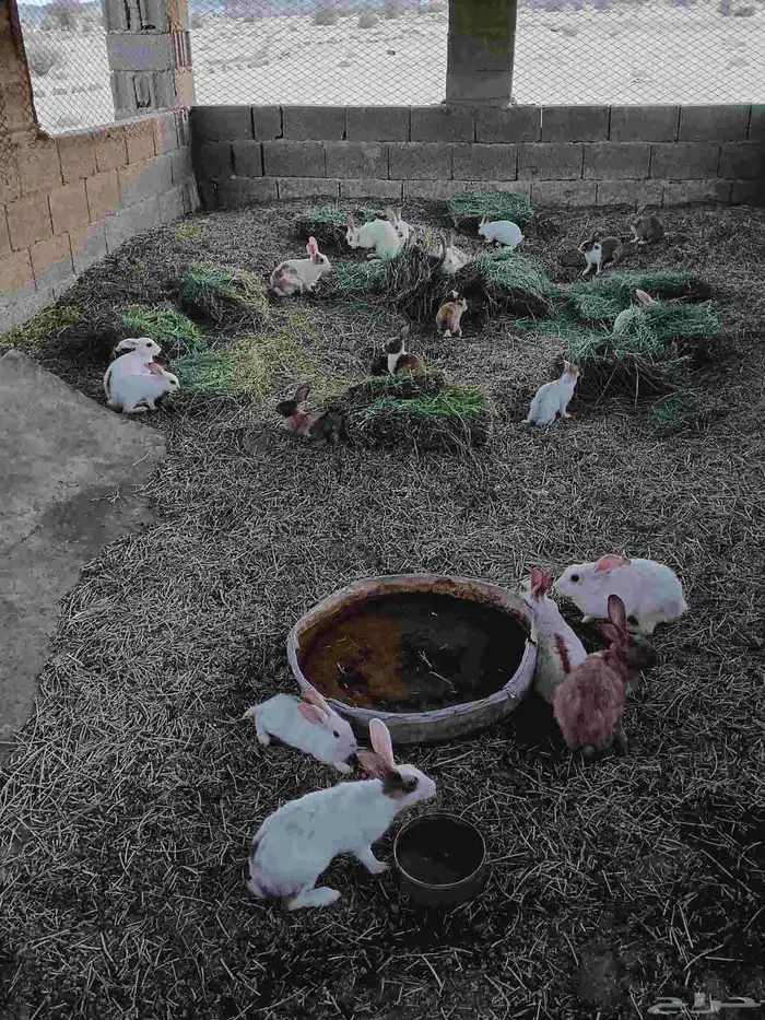 ارانب للبيع كبار وصغار عدد 25 تواصل   موقع ب واتس 2