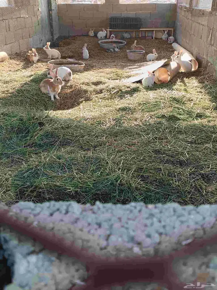 ارانب للبيع كبار وصغار عدد 25 تواصل   موقع ب واتس 1