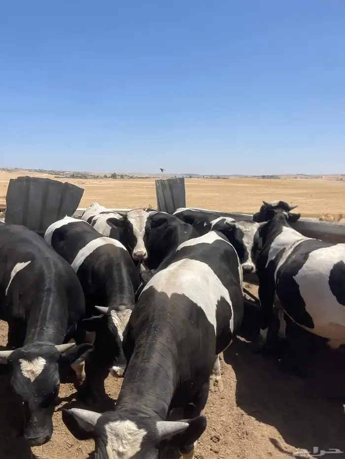 جزار مصري أبحث عن عمل 4