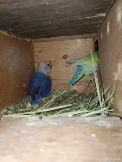 للبيع طيور وفروخ زينه روز 1