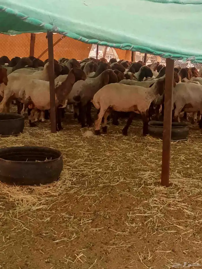 قصاص غنم مكينة شغل نضيف 2