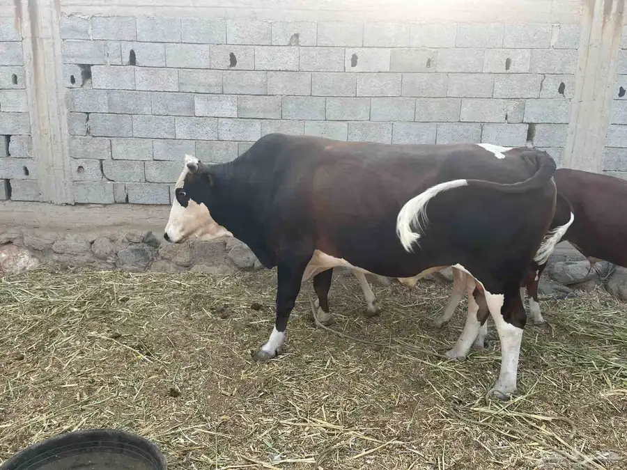ثور فحل للبيع 0