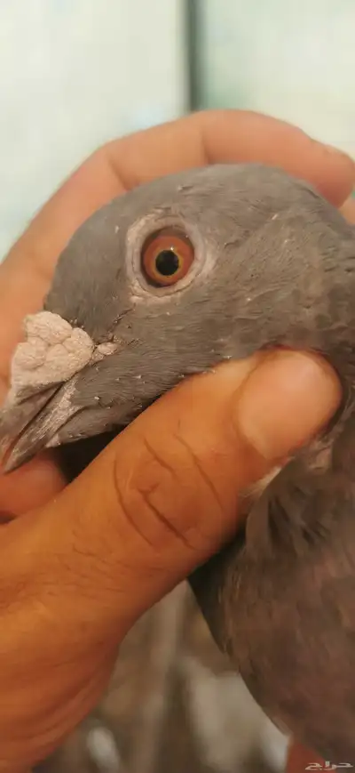 حمام زاجل سباق زوجين الذكرين عليهم حجل النادي سلاله طيبه 1