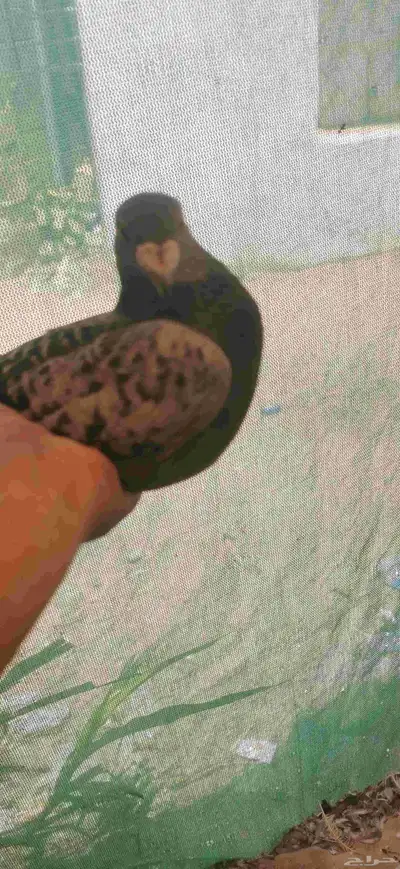 حمام زاجل سباق زوجين الذكرين عليهم حجل النادي سلاله طيبه 0