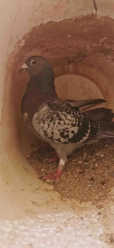 حمام زاجل سباق زوجين الذكرين عليهم حجل النادي سلاله طيبه 5