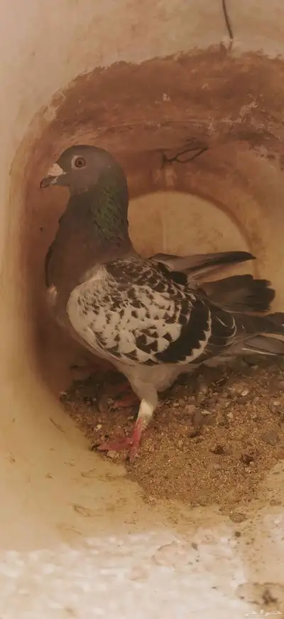 حمام زاجل سباق زوجين الذكرين عليهم حجل النادي سلاله طيبه 3