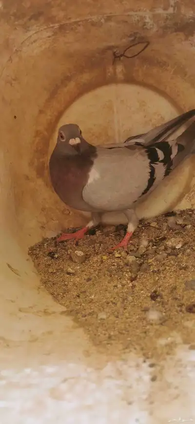حمام زاجل سباق زوجين الذكرين عليهم حجل النادي سلاله طيبه 4