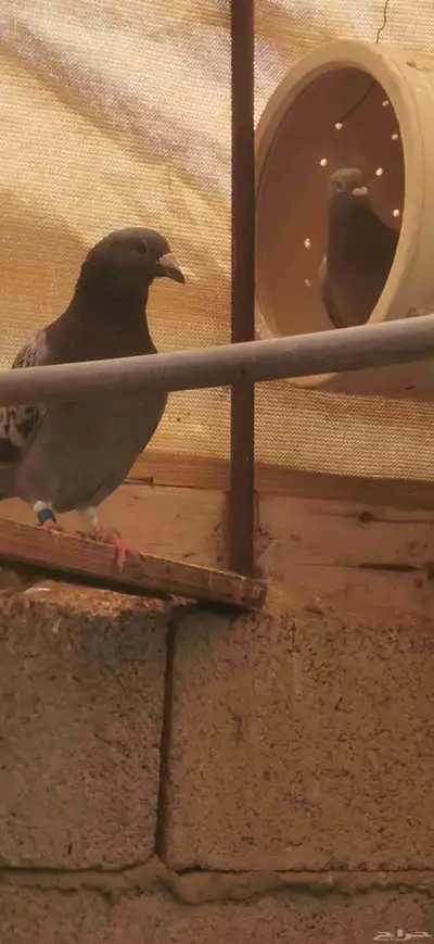 حمام زاجل سباق زوجين الذكرين عليهم حجل النادي سلاله طيبه 6