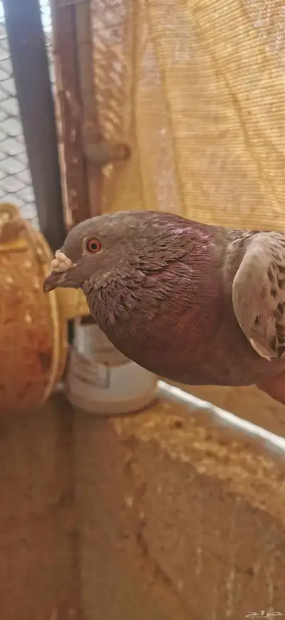 حمام زاجل سباق زوجين الذكرين عليهم حجل النادي سلاله طيبه 2