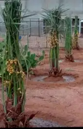 يوجد الدنيا جميع أنواع اتخيل وجمع المقست المختلفهه اتوصل جو 9