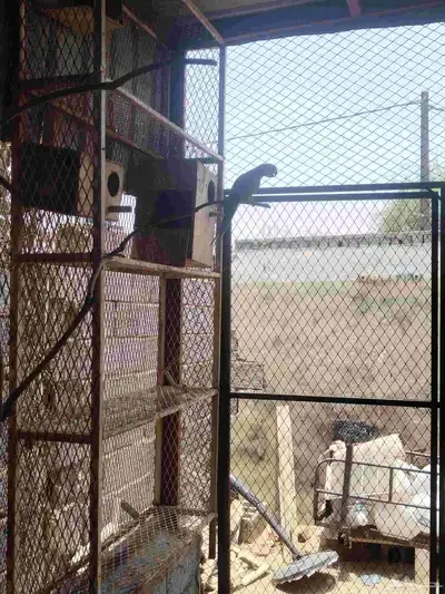 ببغاوات الدره الهندي 1