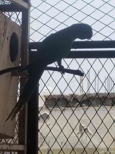 ببغاوات الدره الهندي 0
