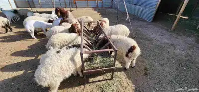 هرافي للبيع 0