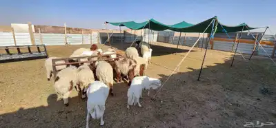 هرافي للبيع 2