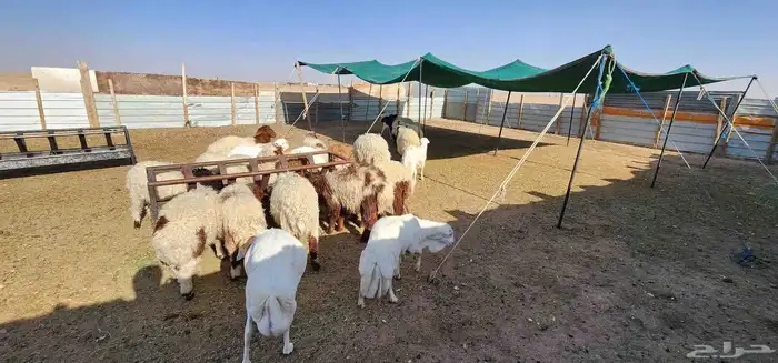 هرافي للبيع 2