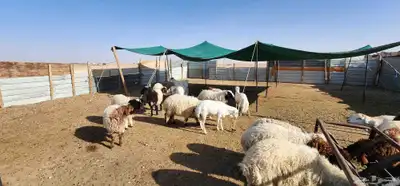 هرافي للبيع 1