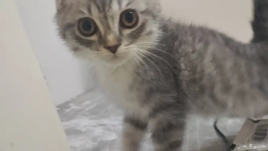 سكوتش فولد 250 3