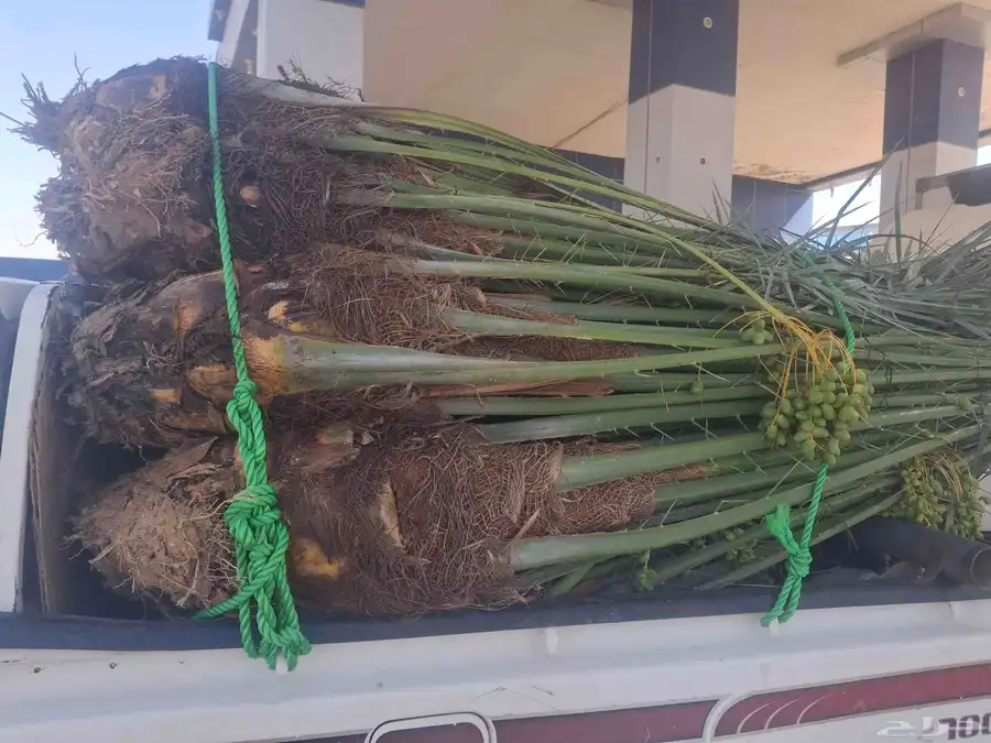 نخل طيب بتجاه ادوادمي البجاديه عفيف اطايف 0