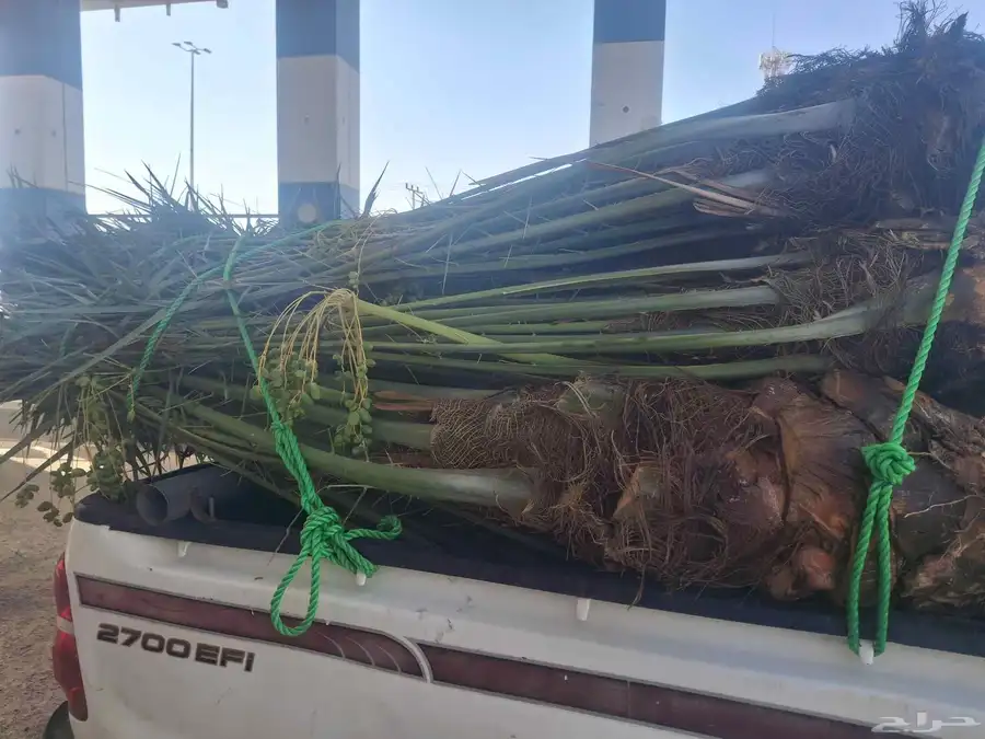 نخل طيب بتجاه ادوادمي البجاديه عفيف اطايف 1
