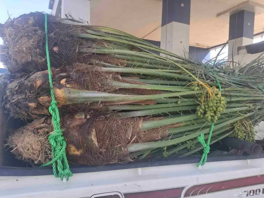 نخل طيب بتجاه ادوادمي البجاديه عفيف اطايف 3
