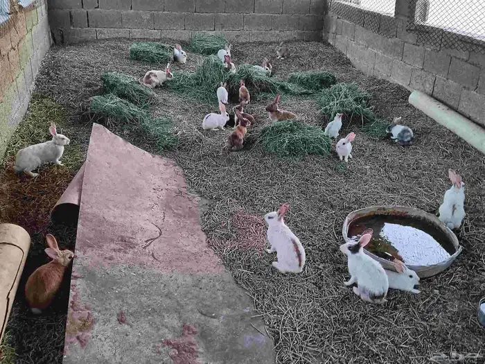 ارانب للبيع كبار وصغار عدد 25 تواصل   موقع ب واتس 3