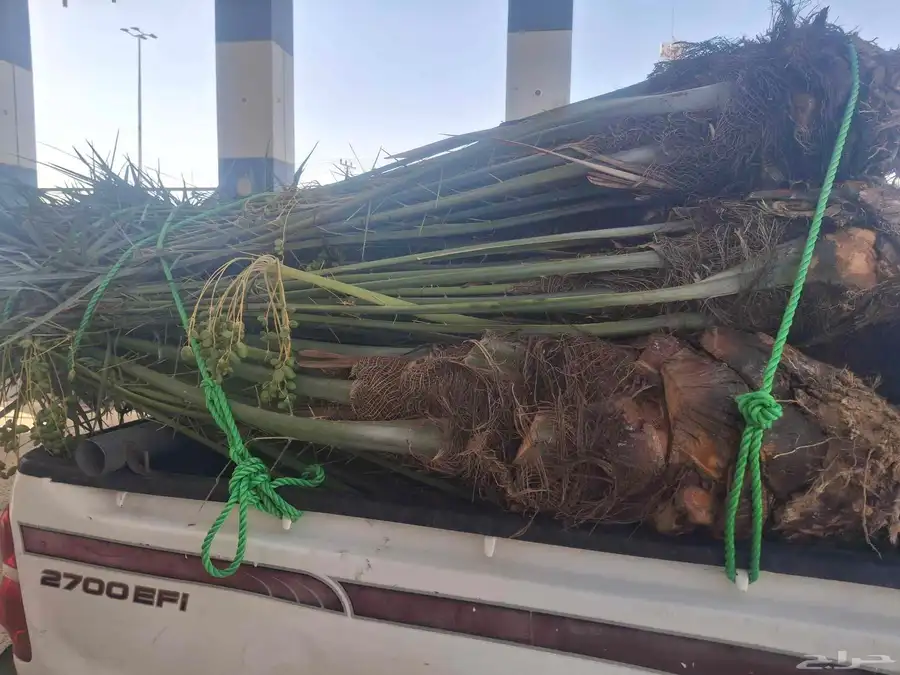 نخل طيب بتجاه ادوادمي البجاديه عفيف اطايف 2