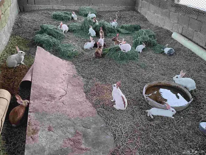 ارانب للبيع كبار وصغار عدد 25 تواصل   موقع ب واتس 4