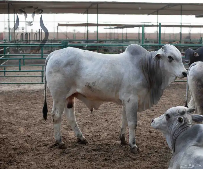 جزار مصري أبحث عن عمل 3