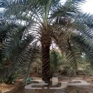 تسوير الاراضي والمزارع بالشبك 3