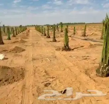 يوجد الدنيا جميع أنواع اتخيل وجمع المقست المختلفهه اتوصل جو 0