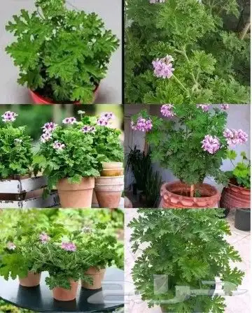 يوجد جميع الشتلات خرجي ودخلي يوجد تيل طبيعي سعر 10ريال يوجد 5