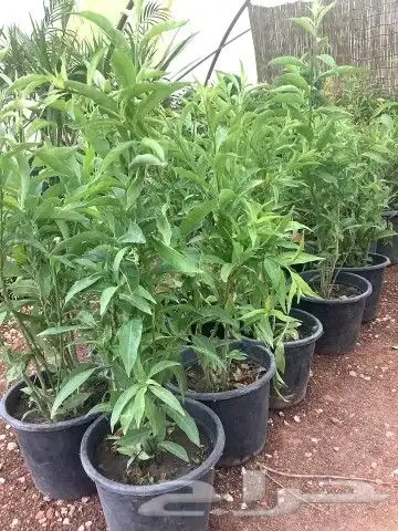 يوجد جميع الشتلات خرجي ودخلي يوجد تيل طبيعي سعر 10ريال يوجد 0