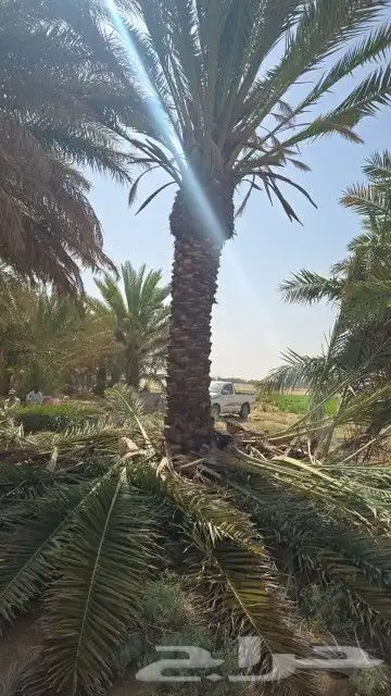 يوجد الدنيا جميع أنواع اتخيل وجمع المقست المختلفهه اتوصل جو 2