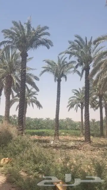 يوجد الدنيا جميع أنواع اتخيل وجمع المقست المختلفهه اتوصل جو 7