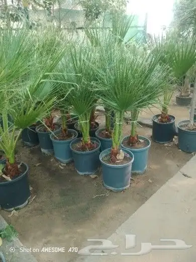 يوجد الدنيا جميع أنواع اتخيل وجمع المقست المختلفهه اتوصل جو 8