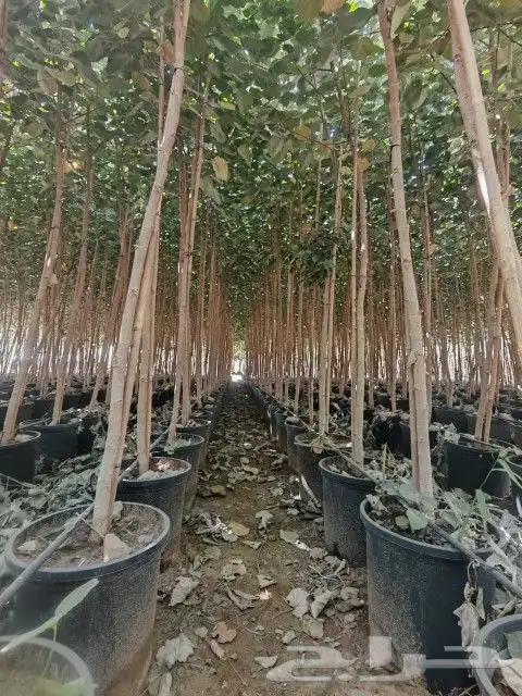 يوجد جميع الشتلات خرجي ودخلي يوجد تيل طبيعي سعر 10ريال يوجد 8