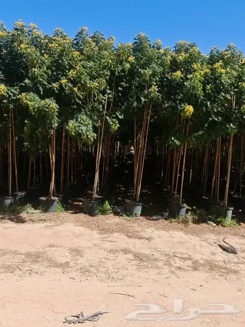 يوجد جميع الشتلات خرجي ودخلي يوجد تيل طبيعي سعر 10ريال يوجد 9