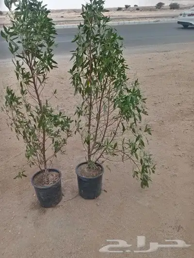 يوجد الدنيا جميع أنواع اتخيل وجمع المقست المختلفهه اتوصل جو 5