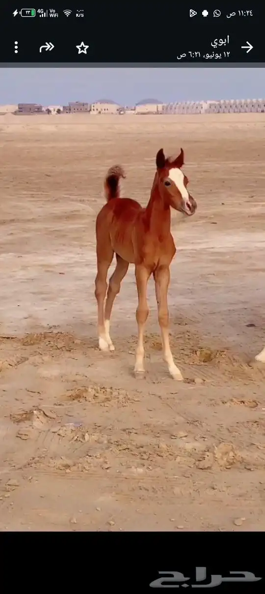 مهر شعيي 2