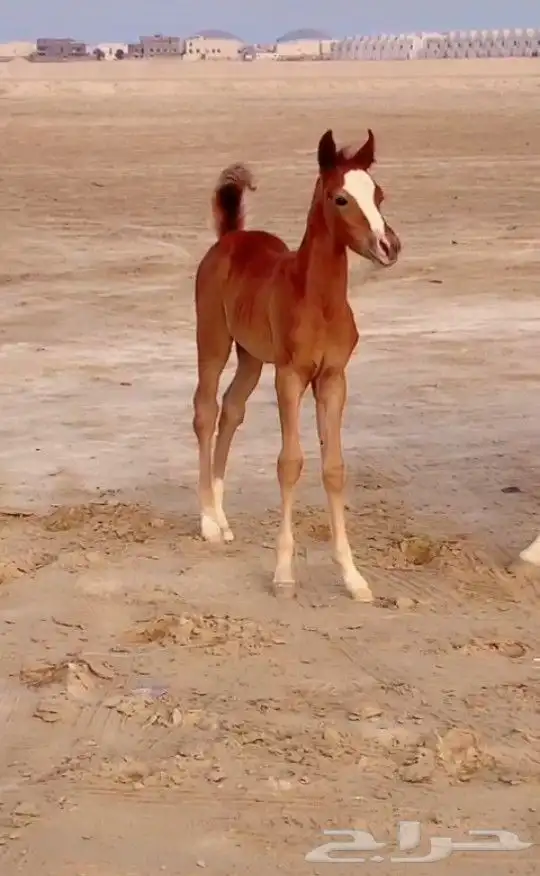 مهر شعيي 1
