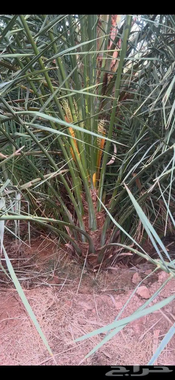 نخل صقعي ومجدول وخلاص 8