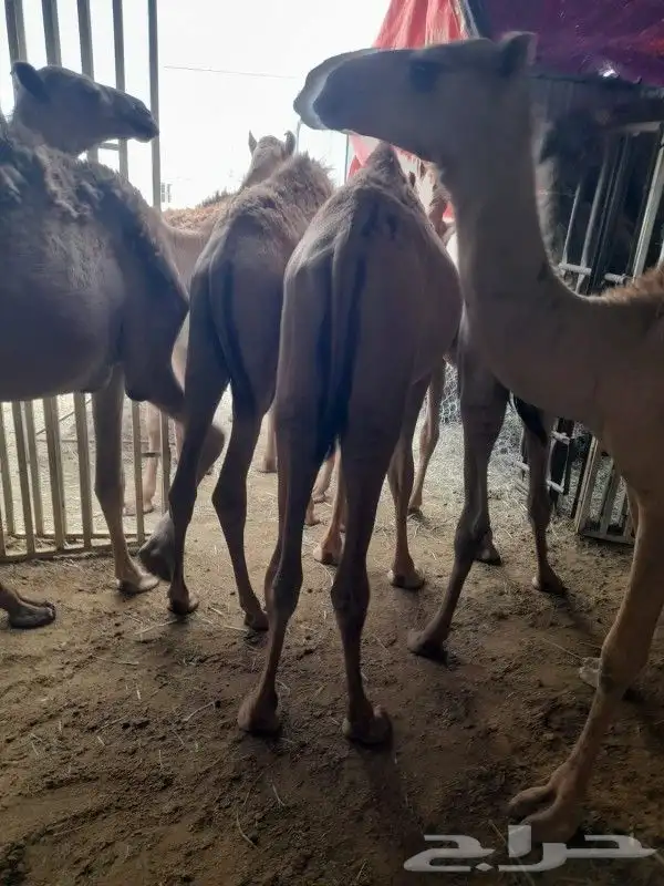 حاشي صومالي في مكه المكرمه 1