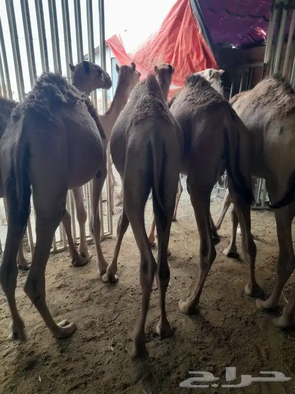 حاشي صومالي في مكه المكرمه 2
