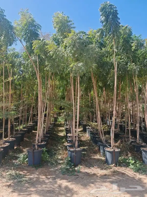 يوجد جميع الشتلات خرجي ودخلي يوجد تيل طبيعي سعر 10ريال يوجد 7