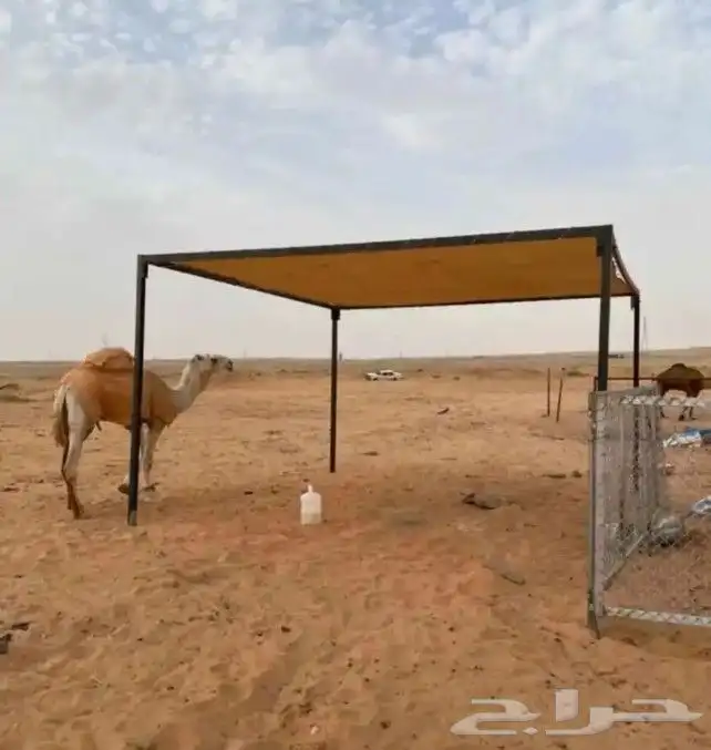 مظلات ابل مظلات غنم جميع المقاسات 1